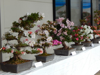 DSCN0090.JPG